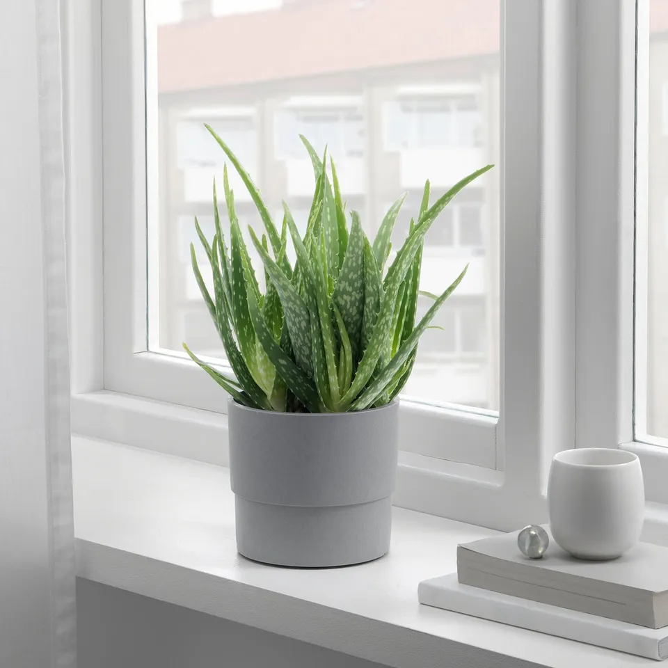 Grey-potted aloe by window, with books and cup.