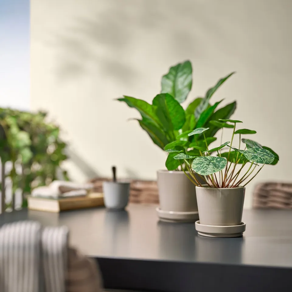 Small white FEJKA potted plant sits on a desk, surrounded by larger greenery. Fresh-looking with round green leaves.