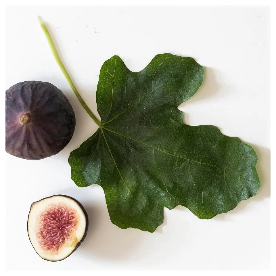 LOTSFÅGEL Scented candle in glass, 3 wicks, Fig leaf green, 25 hr