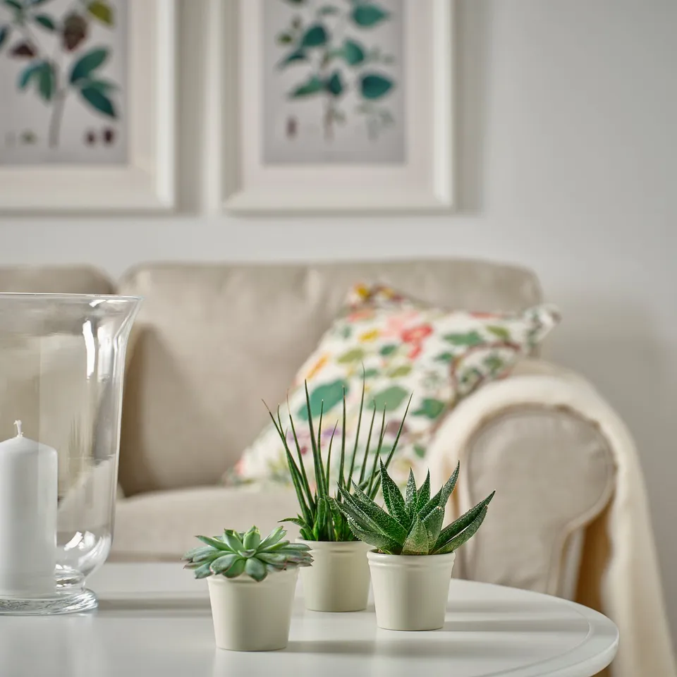 Small succulents in white KÖRSBÄRSBJÖRK earthenware pots on a table in front of a cream-colored couch with a patterned pillow.