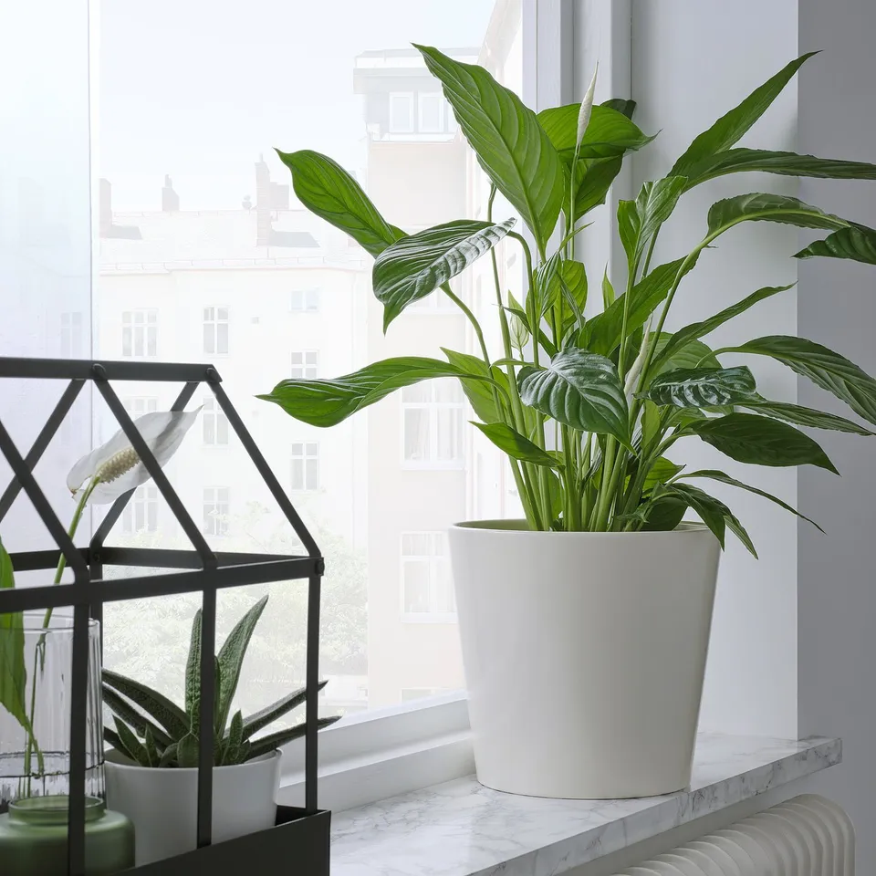Window with large potted plant, small terrarium.