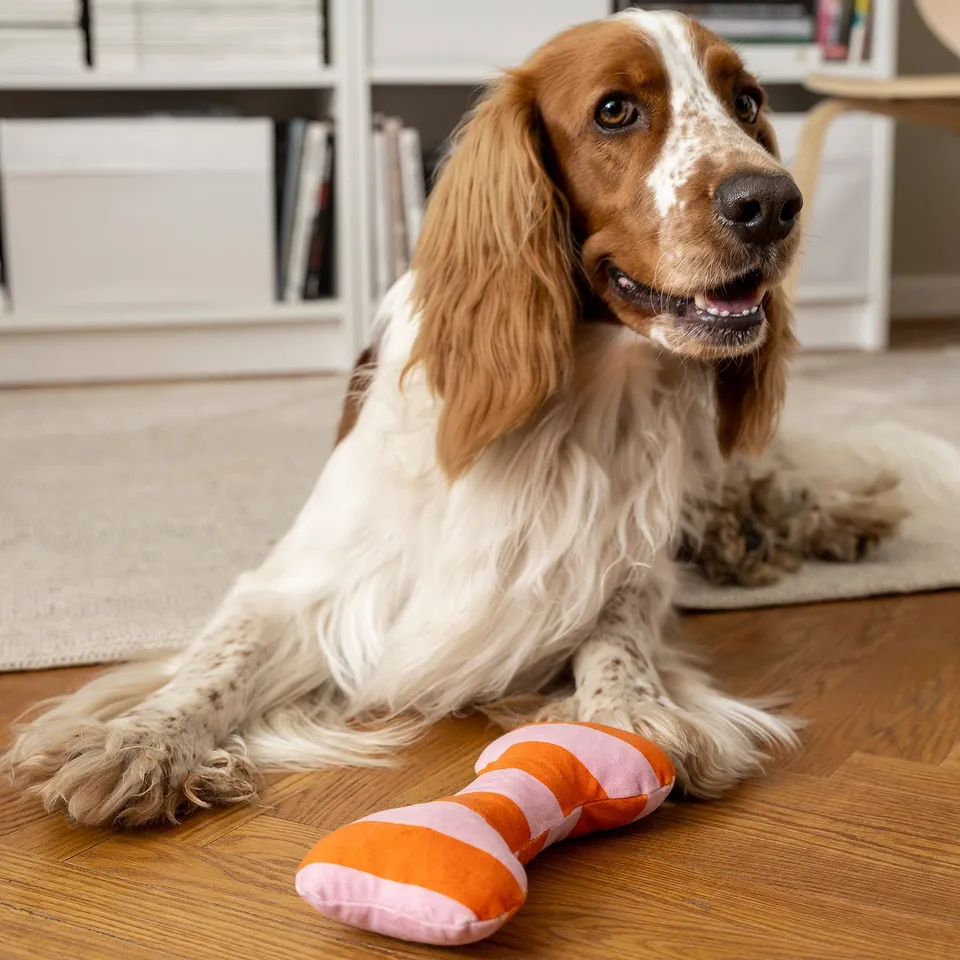 In a brown and white dog is lying on the floor with an orange and pink striped dog toy next to it. The toy appears small in comparison to the dog.