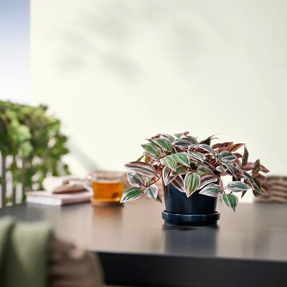 Small FEJKA potted plant with colourful leaves sits on a table, near a drink and a book.