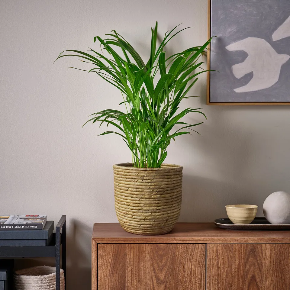 A woven SANDÖDLA pot with a green plant on a wooden cabinet, next to a bowl, a white item, and books.