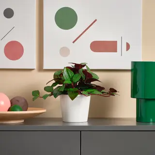 FEJKA/SOJABÖNA set: artificial potted plant, in/outdoor Jewel orchid + white, 9 cm