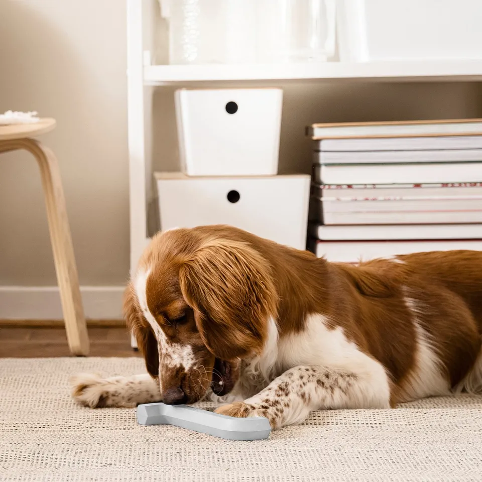 A brown and white dog chews on a small, grey UTSÅDD rubber toy in a living room, near a wooden stool and white bookshelf with books.