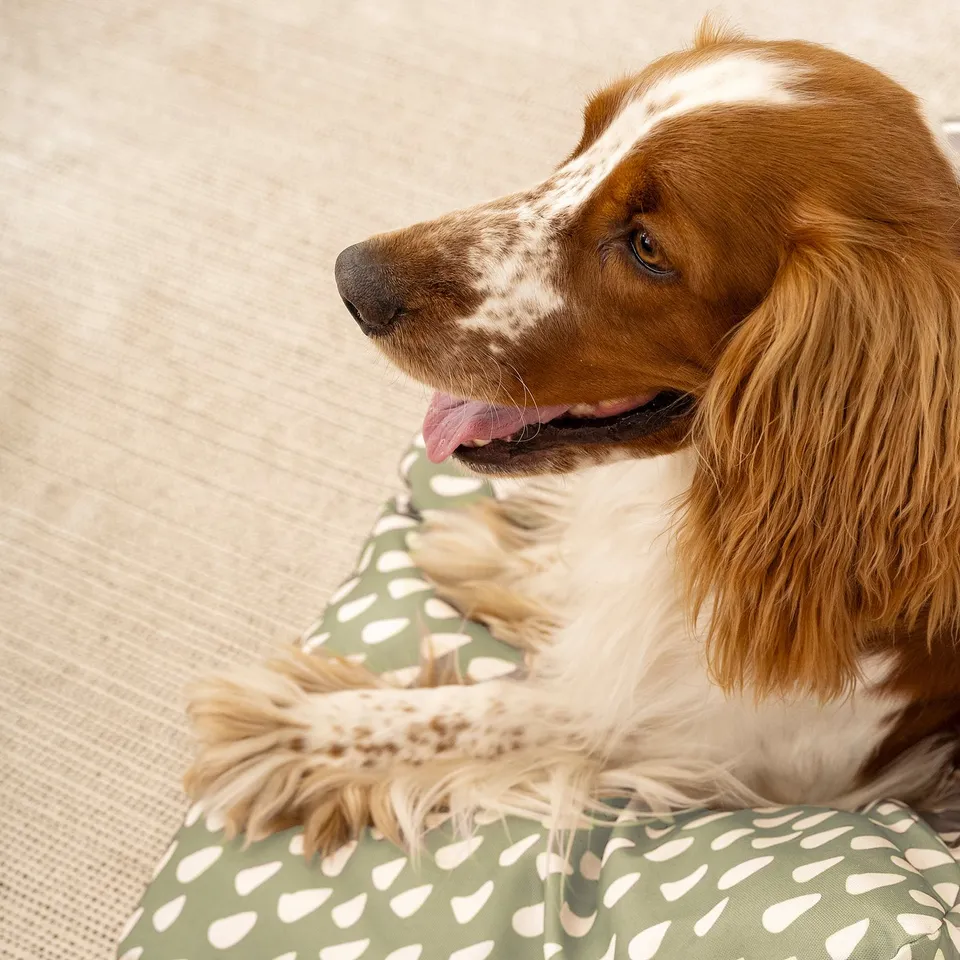 Brown and white dog resting on a green spotted cushion. Tongue slightly out, relaxed. The cushion provides comfort and safety spot for pets.