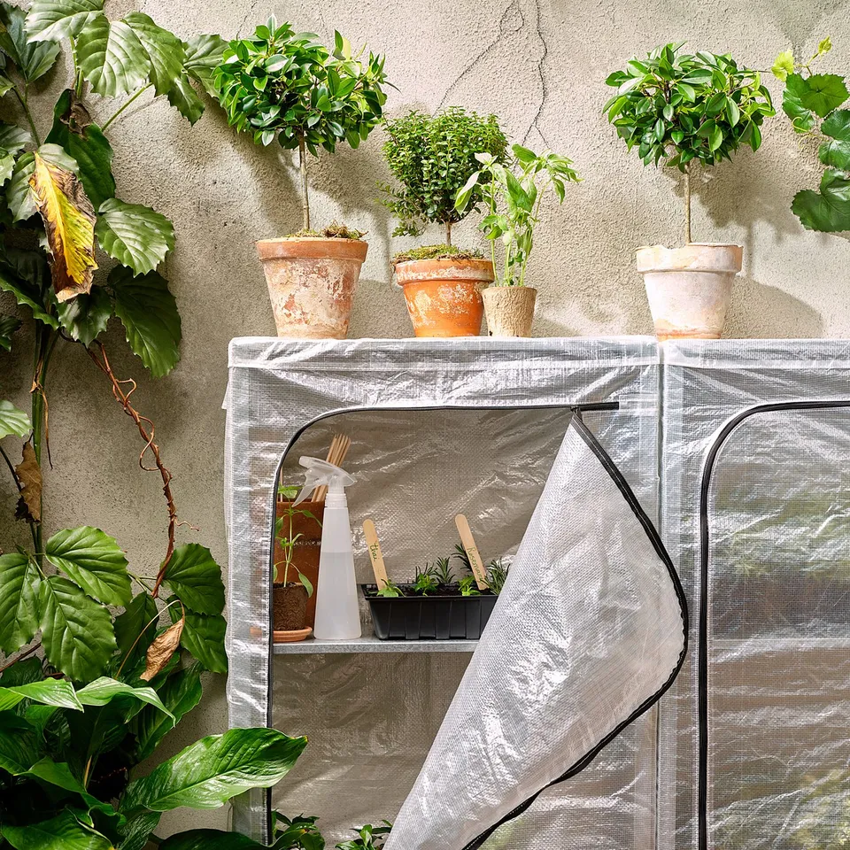 Small indoor greenhouse with various plants in pots and trays under a transparent cover.