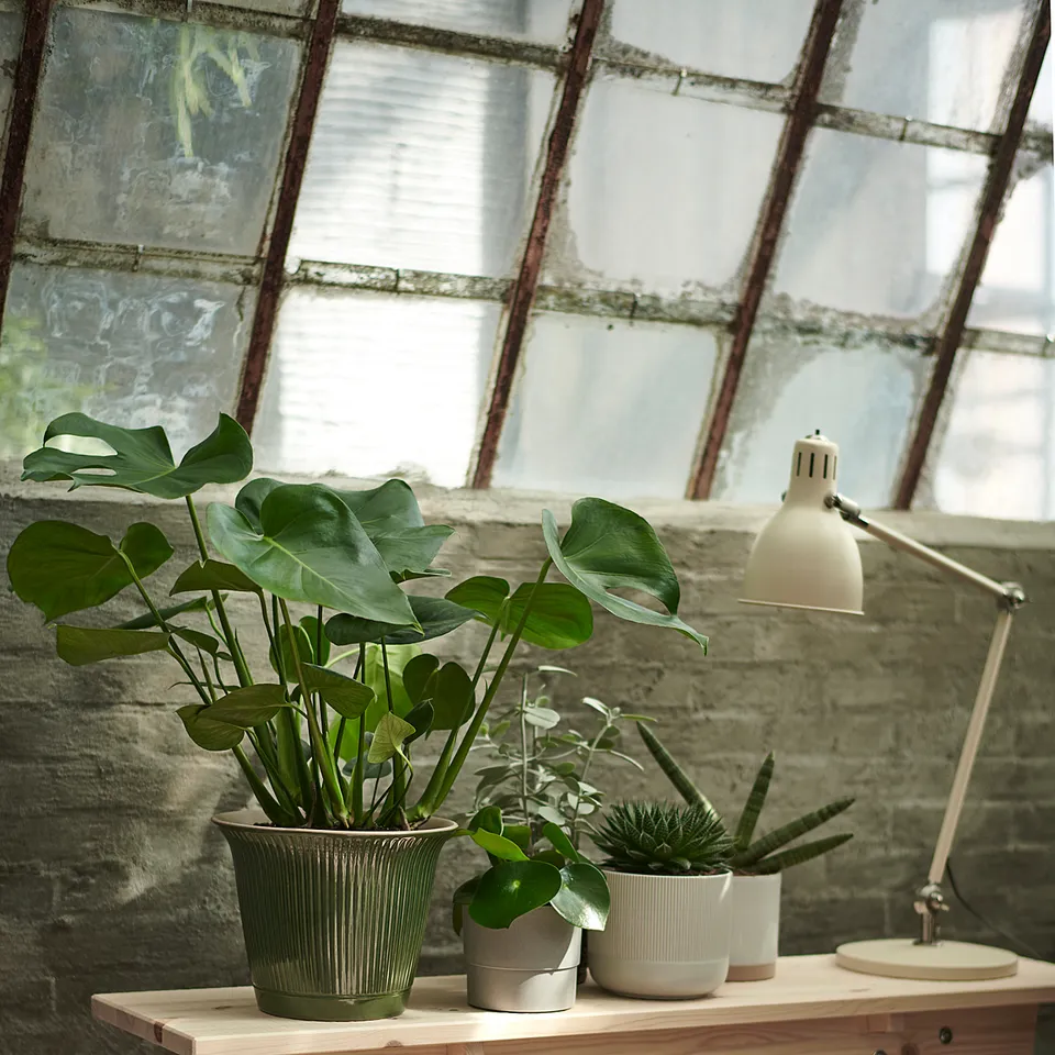 Wooden table holds three green and white GRADVIS pots with plants near large window.