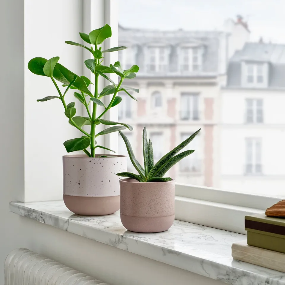 Two pink pots on marble sill: one with broad-leaf plant, one with tall narrow-leaf plant. Book nearby.