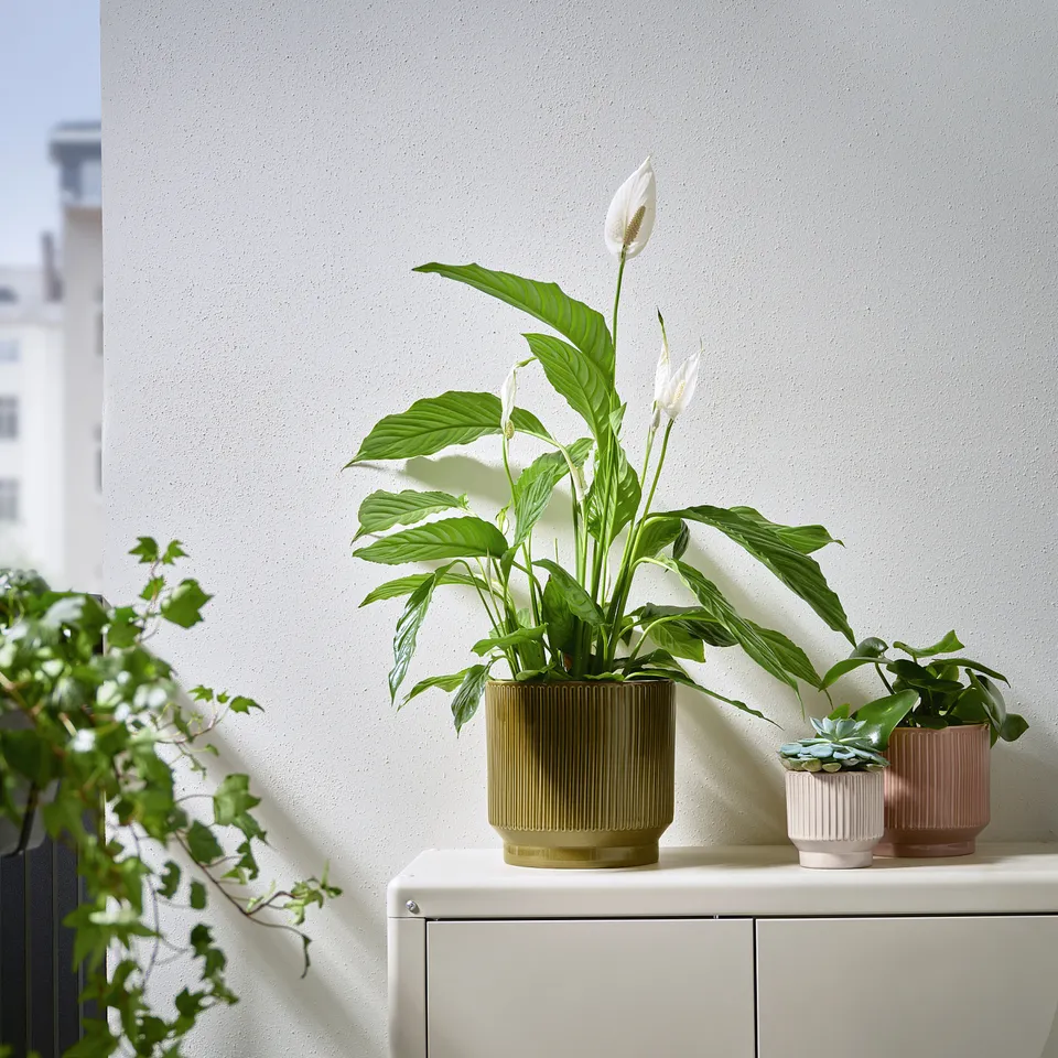 part: HONUNGSPALM plant pot