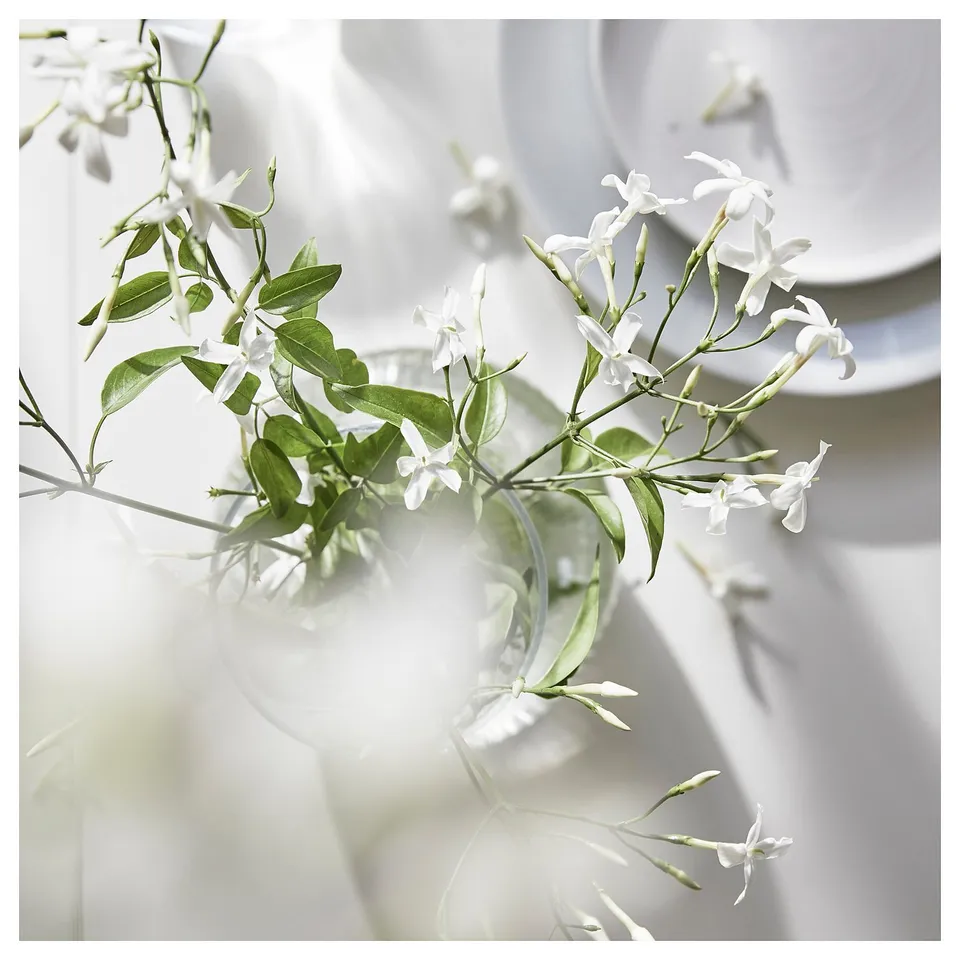 Clear glass vase, holding white jasmine flowers with green leaves, set against a light background.