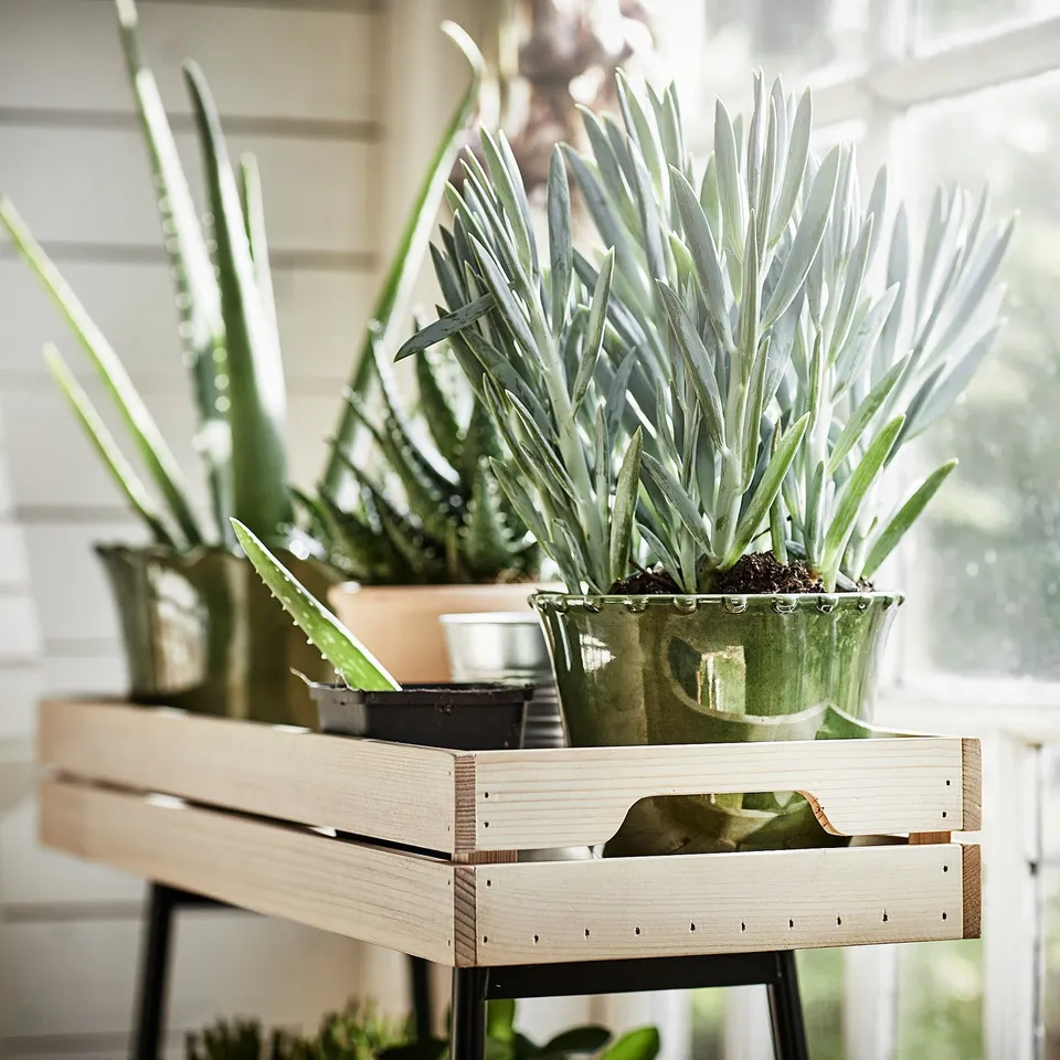 Wooden plant stand with green ceramic pots and succulents on it.