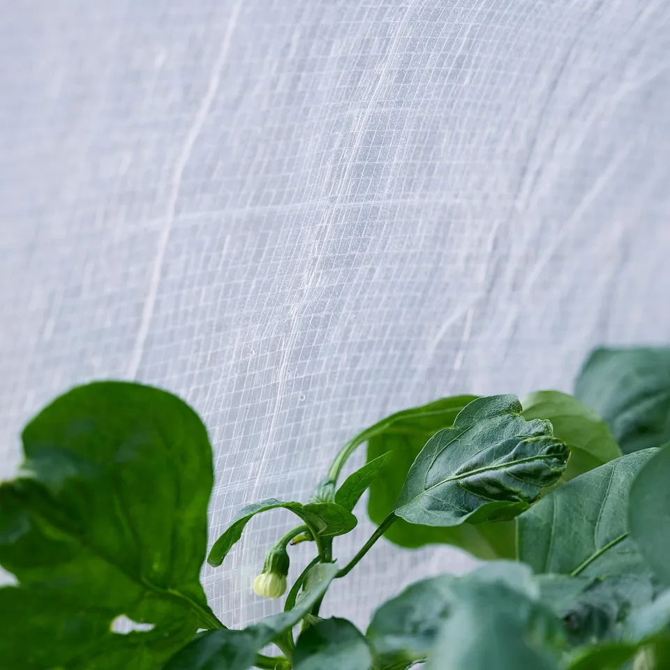 Greenhouse cover for ASPAREN planter, white, semi-transparent, rectangular, with ventilation holes.