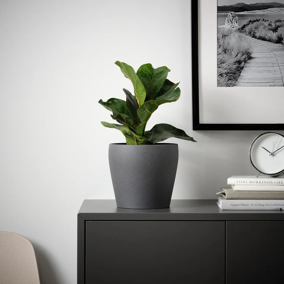 Potted PERSILLADE plant with books and clock