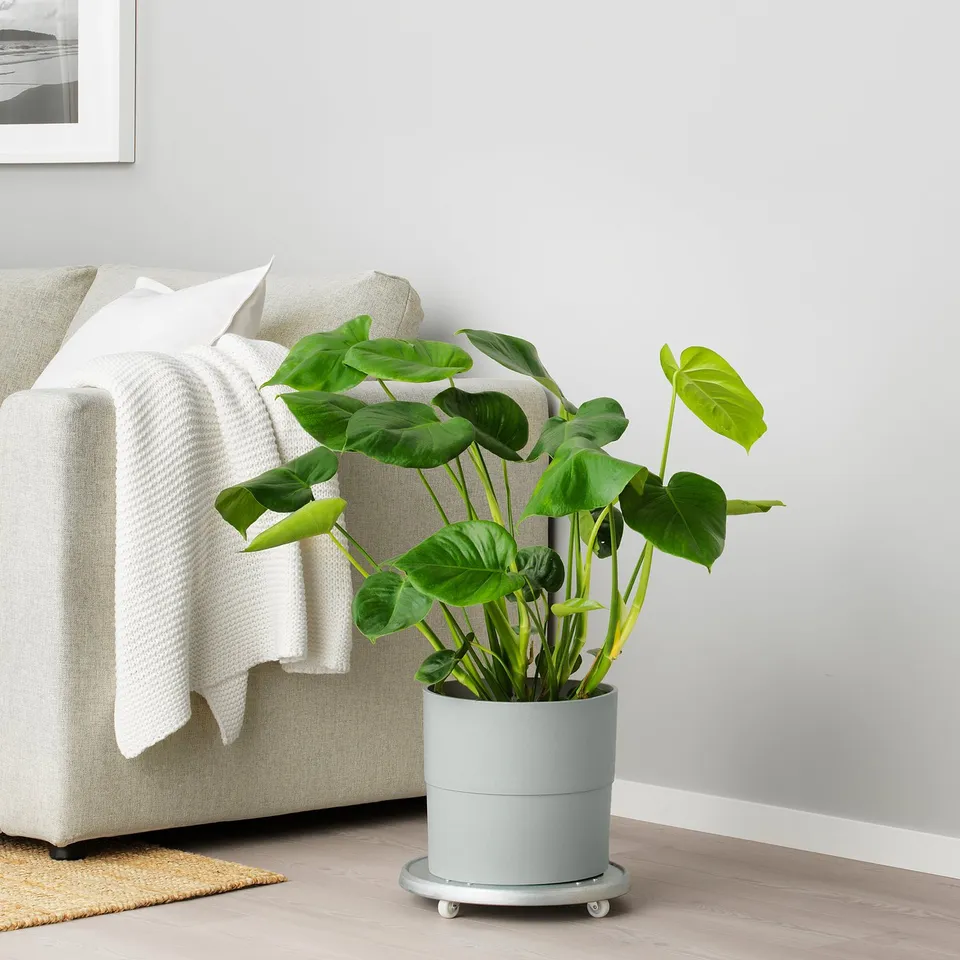 part: NYPON plant pot