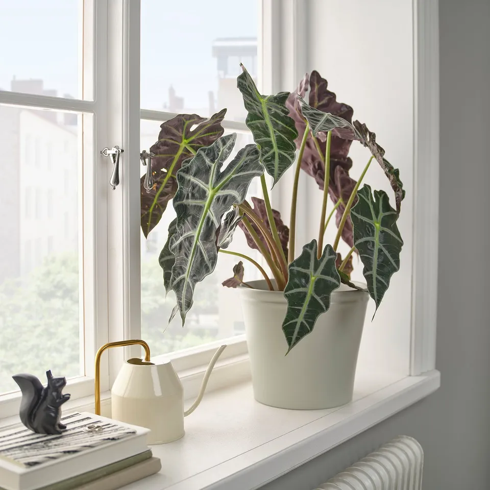 part: KÖRSBÄRSBJÖRK plant pot