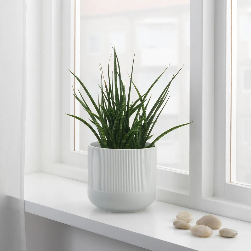 Potted plant with pebbles on a windowsill.