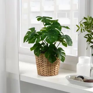 FEJKA/FRIDFULL set: artificial potted plant + plant pot, in/outdoor Monstera + water hyacinth, 12 cm