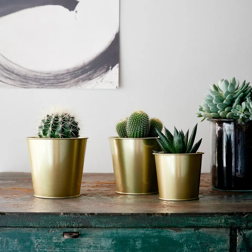 part: DAIDAI plant pot
