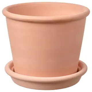 MUSKOTBLOMMA