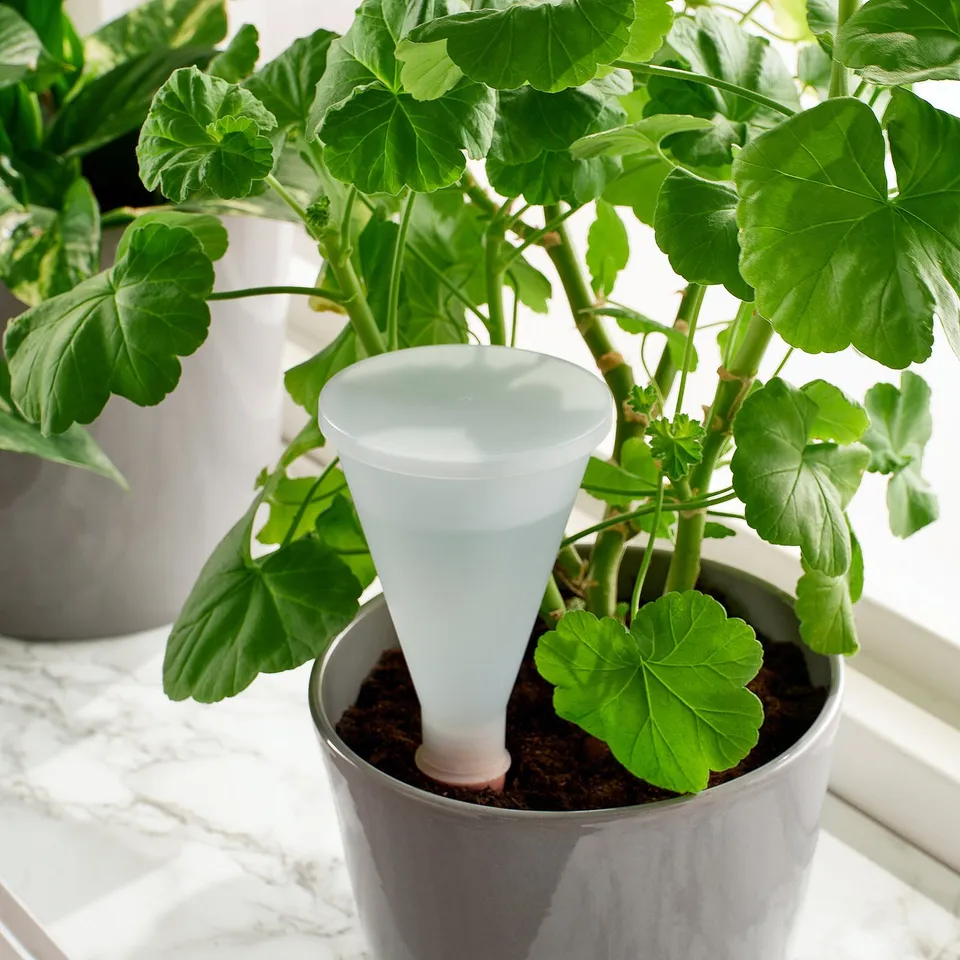 Self-watering plant gadget. A white cone-shaped device is stuck in green leafy plant soil, ensuring consistent water supply.