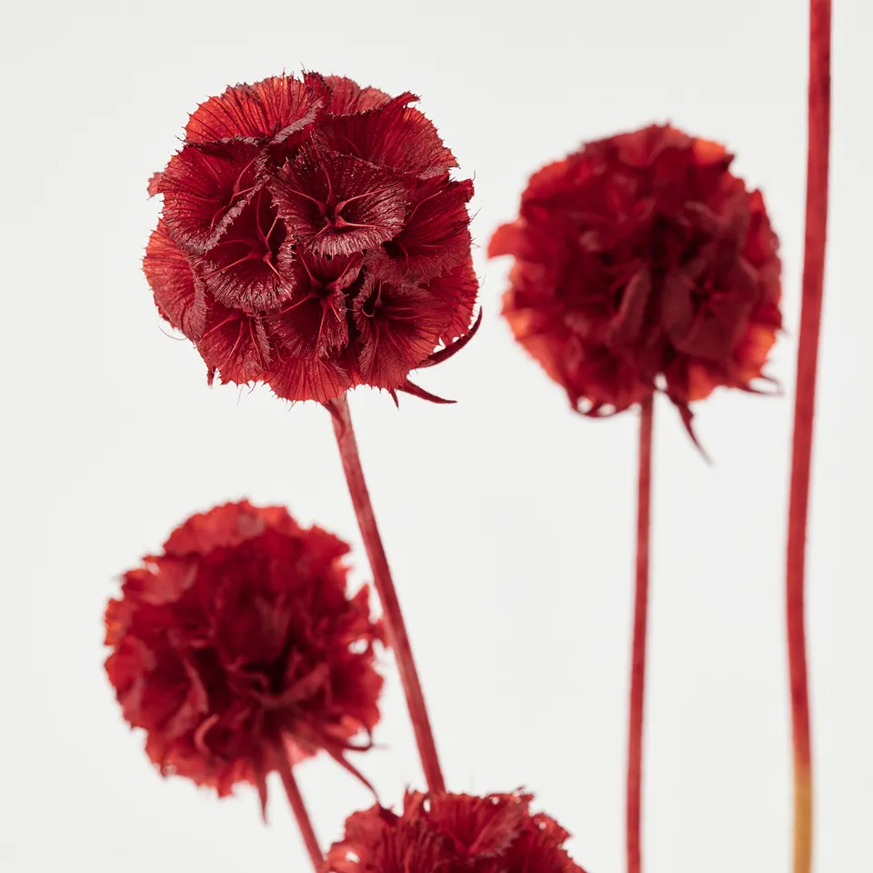 part: TORKA dried parts of flowers/plants