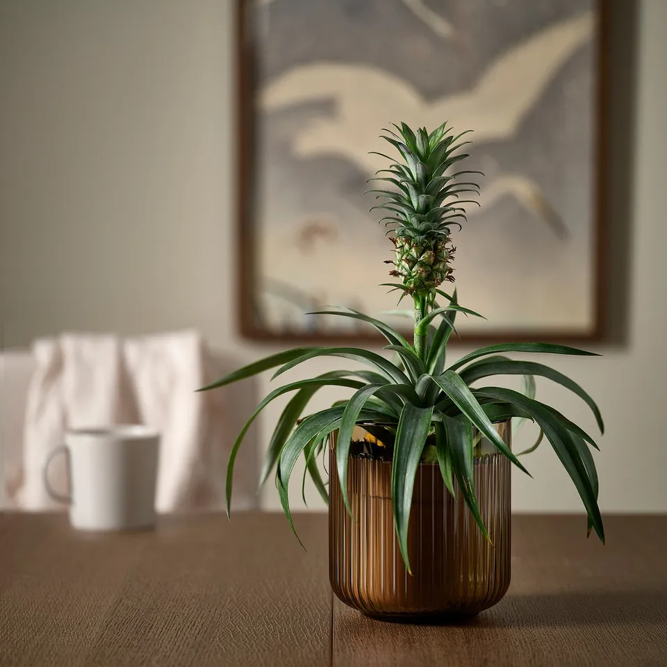 GRADVIS Plant pot, in/outdoor/light brown, 12 cm