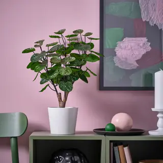FEJKA/SOJABÖNA set: artificial potted plant + plant pot, in/outdoor Aralia + white, 12 cm