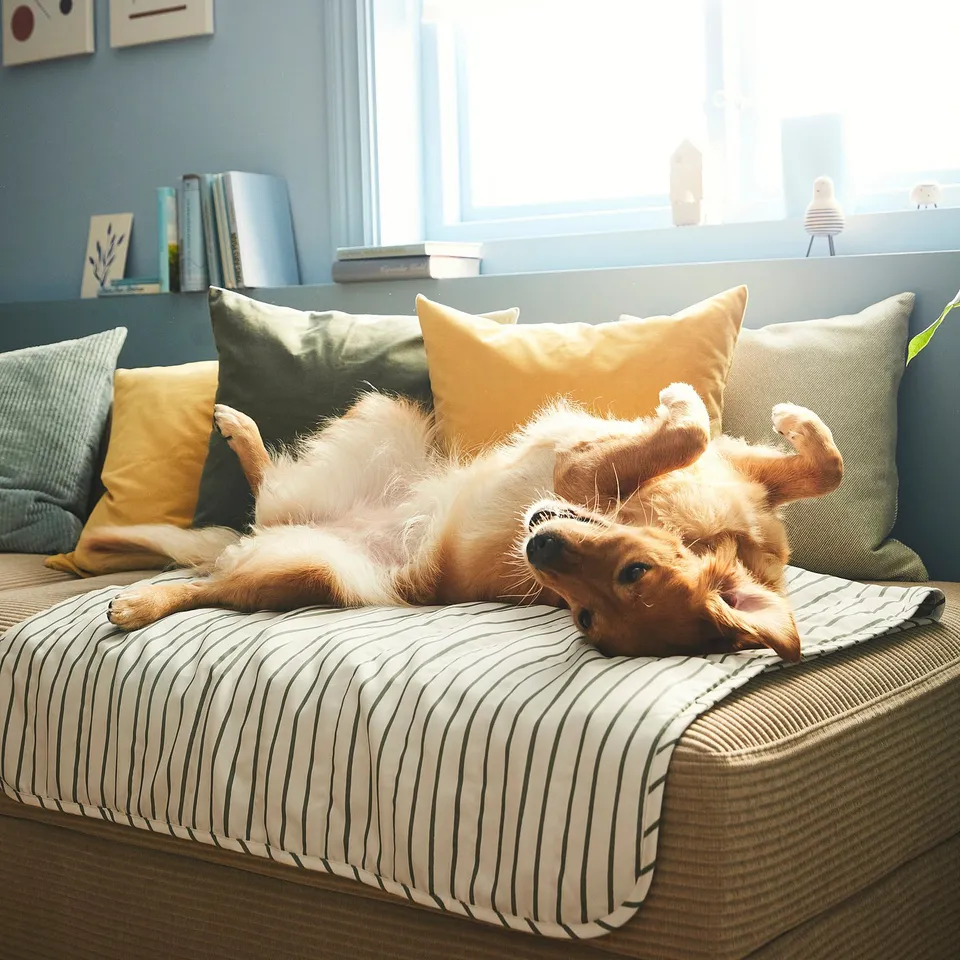 Small dog lounges upside down on a striped sofa, enjoying warm sun rays by a window.