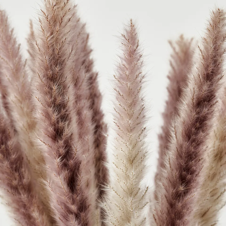 part: TORKA dried plants