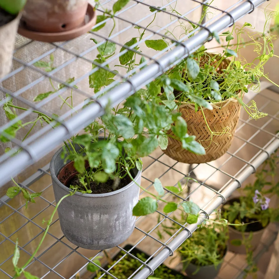 Indoor garden with potted plants on metal shelves.