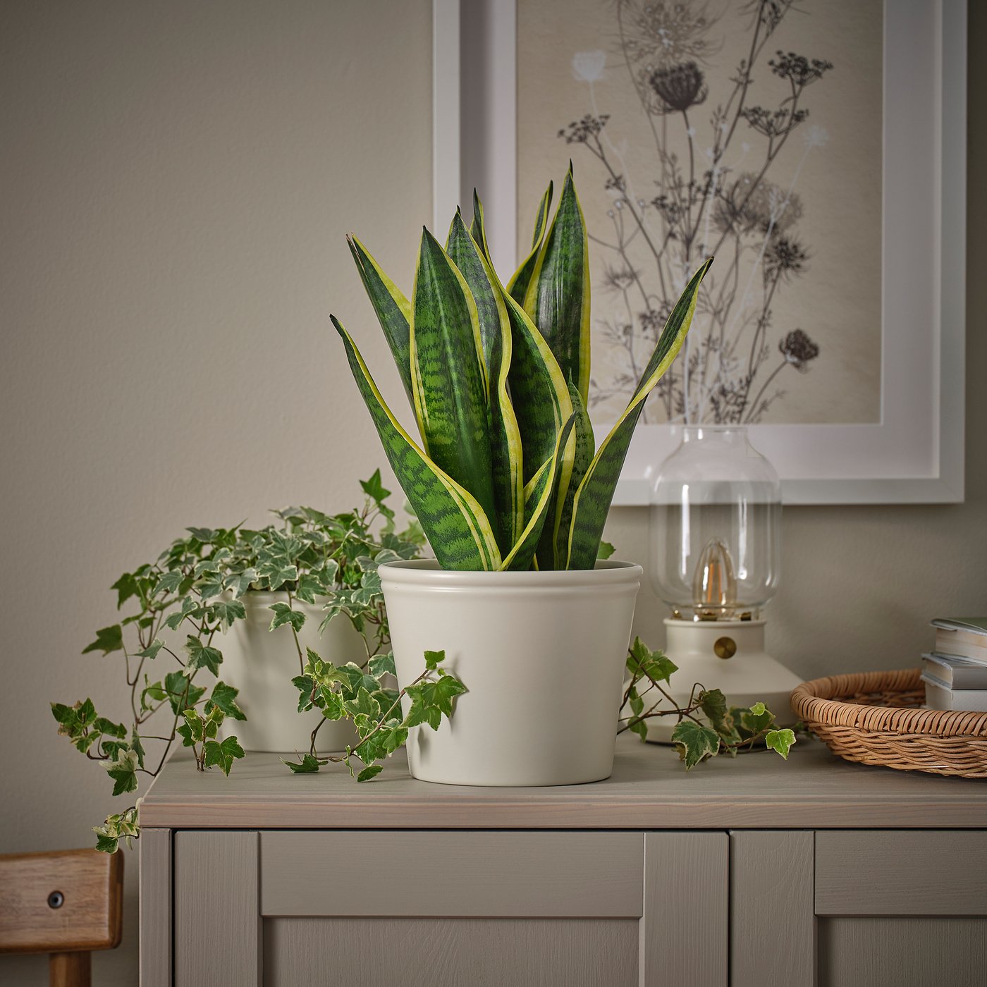 Two potted plants, one large cream, one small white, on a wooden sideboard with a lamp and wicker basket. Floral wall art behind.