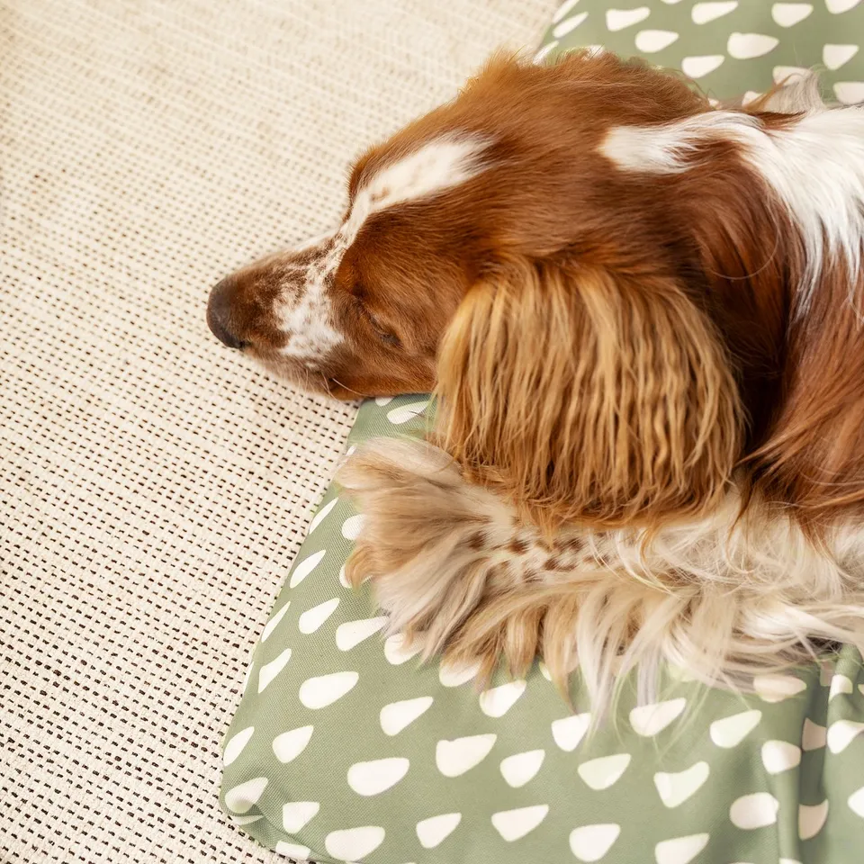 Dog sleeping on green polka dot UTSÅDD cushion, compact & cosy.