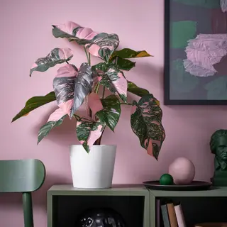 FEJKA/SOJABÖNA set: artificial potted plant + plant pot, in/outdoor Philodendron/green/pink + white, 15 cm