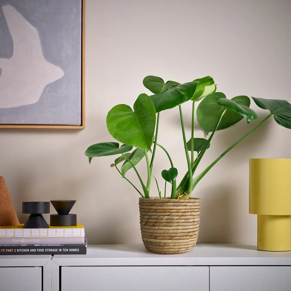 Natural SANDÖDLA pot with plant, between lamp & decor on shelf