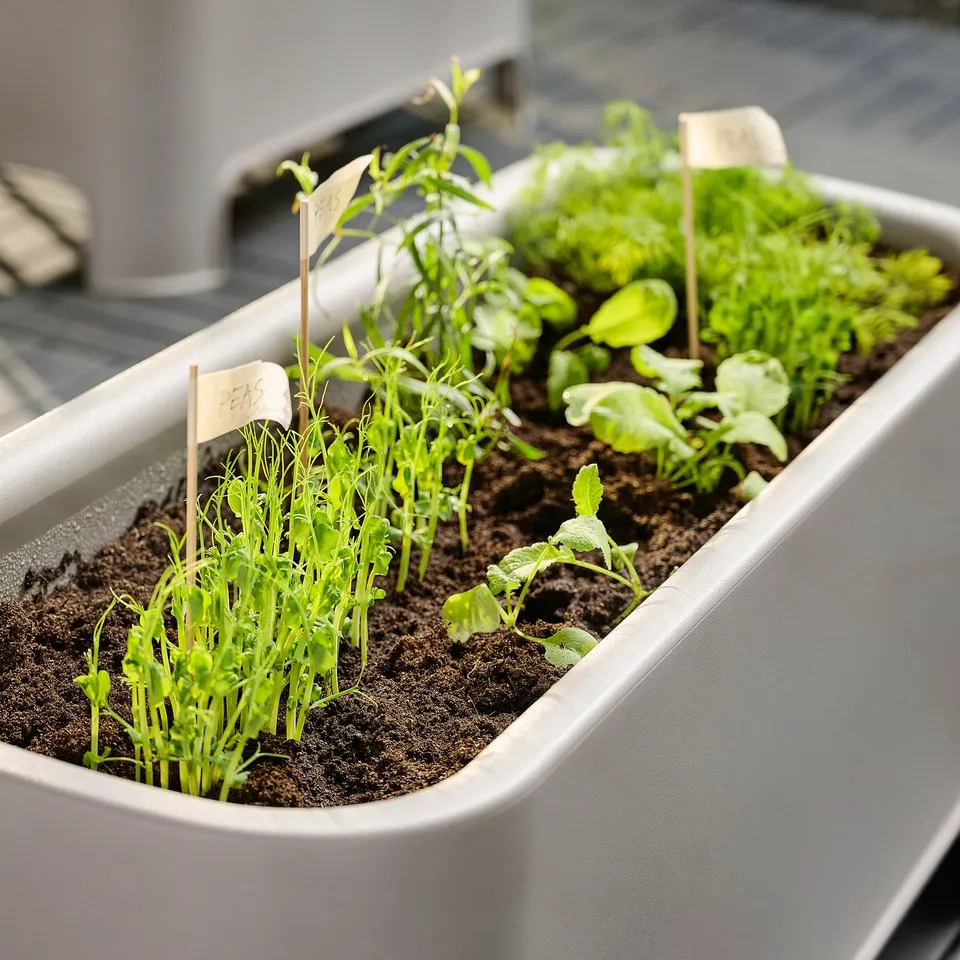 part: ASPAREN planter