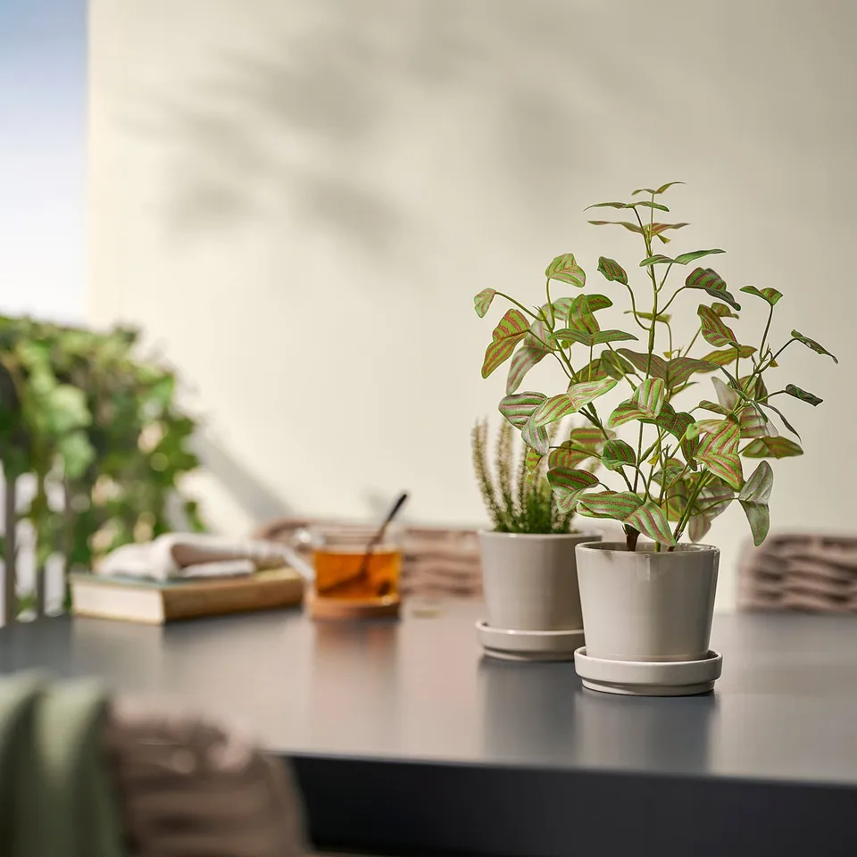 Potted plants with books