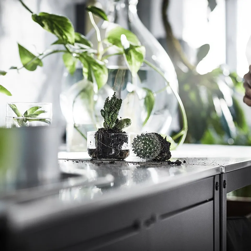 Kitchen counter with green plants in white pots. Sunlit, bright ambiance.