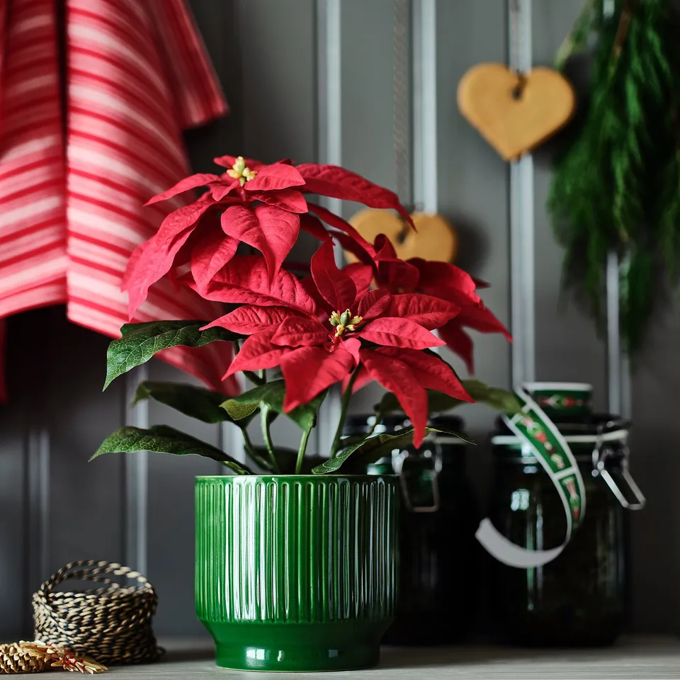 Bright red poinsettias in vivid green striped pot, festive decor on wooden surface.