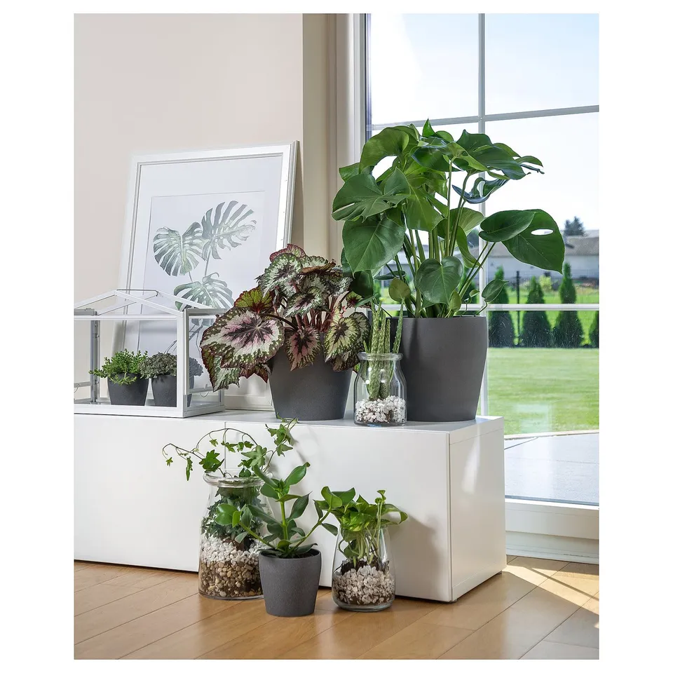 Window with grey plant pots, green plants, and picture frame.
