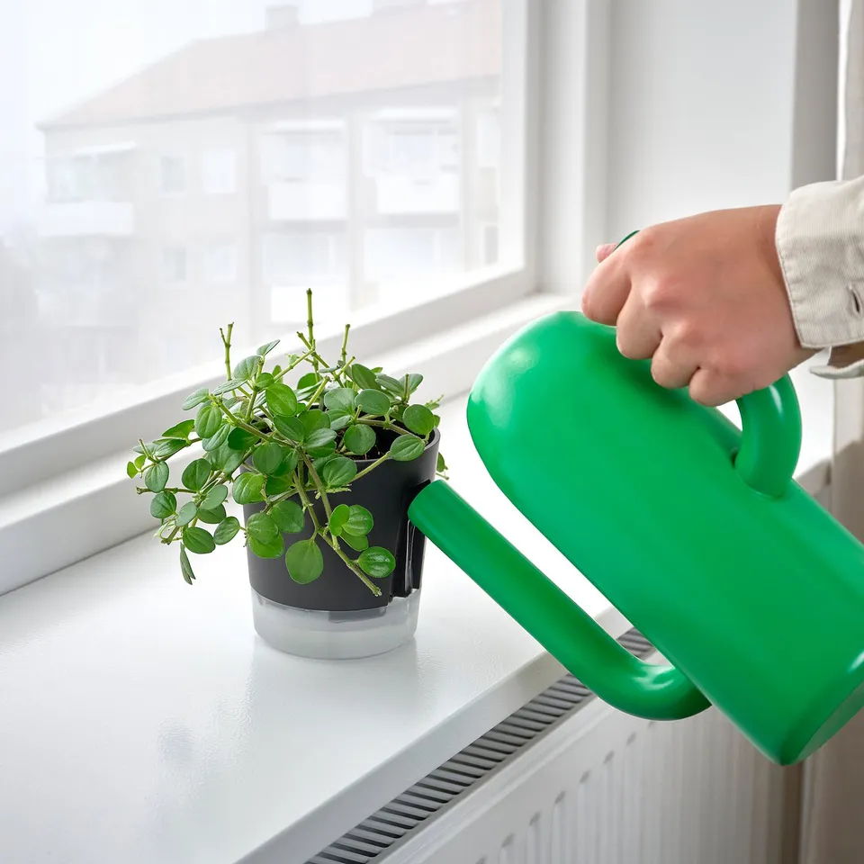 Watering plant on window sill with green can.