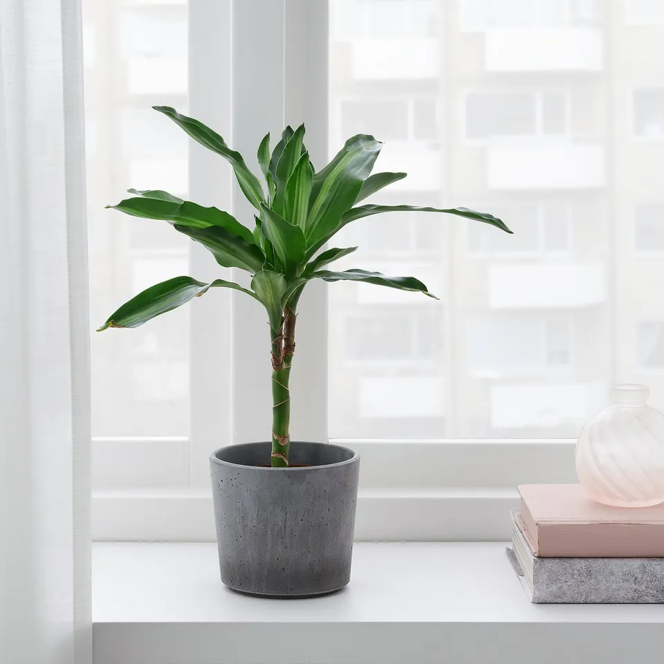 Indoor potted plant on windowsill with books and decor.