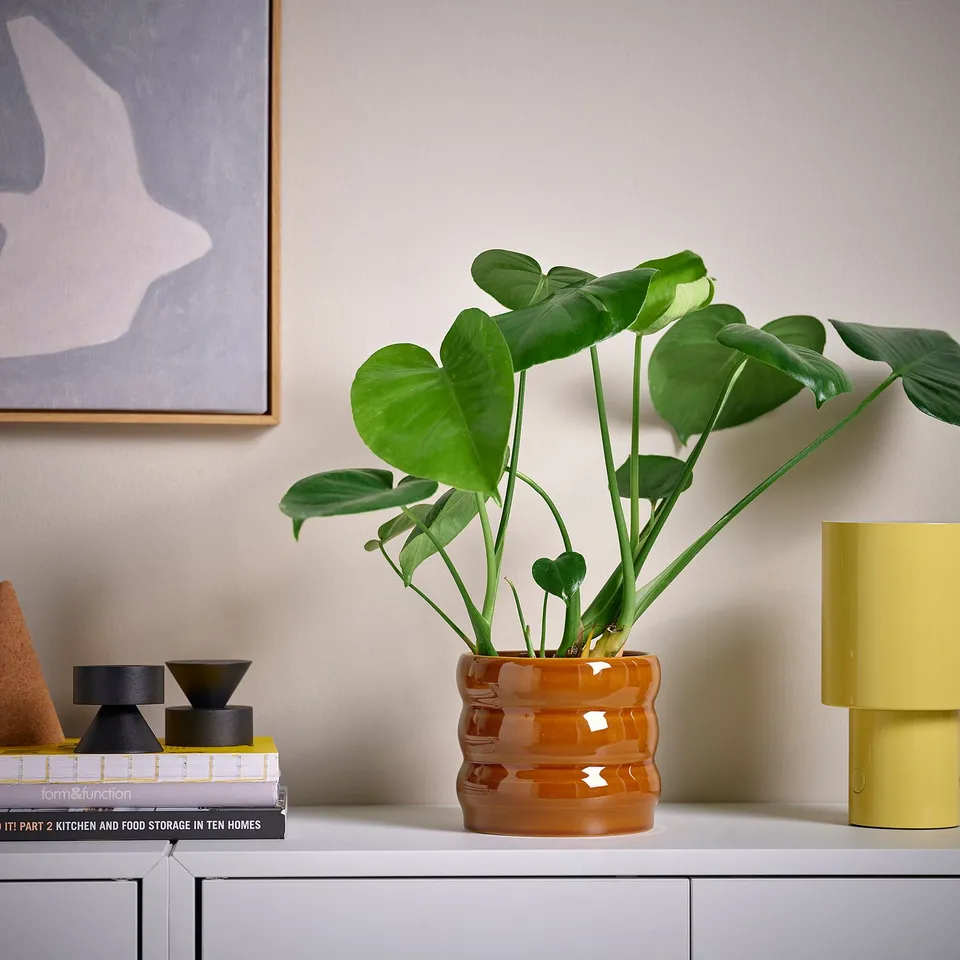 Orange glazed pot with green plant on shelf among books and yellow light.