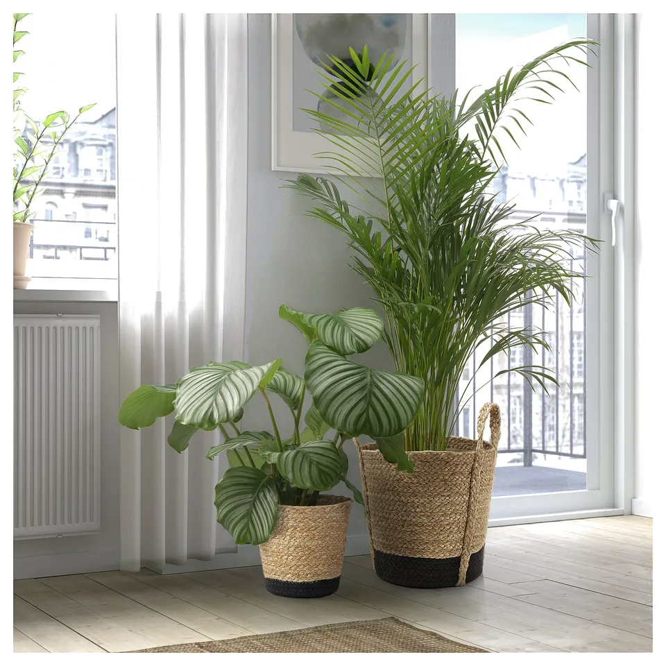 Indoor space with two wicker planters by window, one with large green leafy plant, the other with striped leaves.