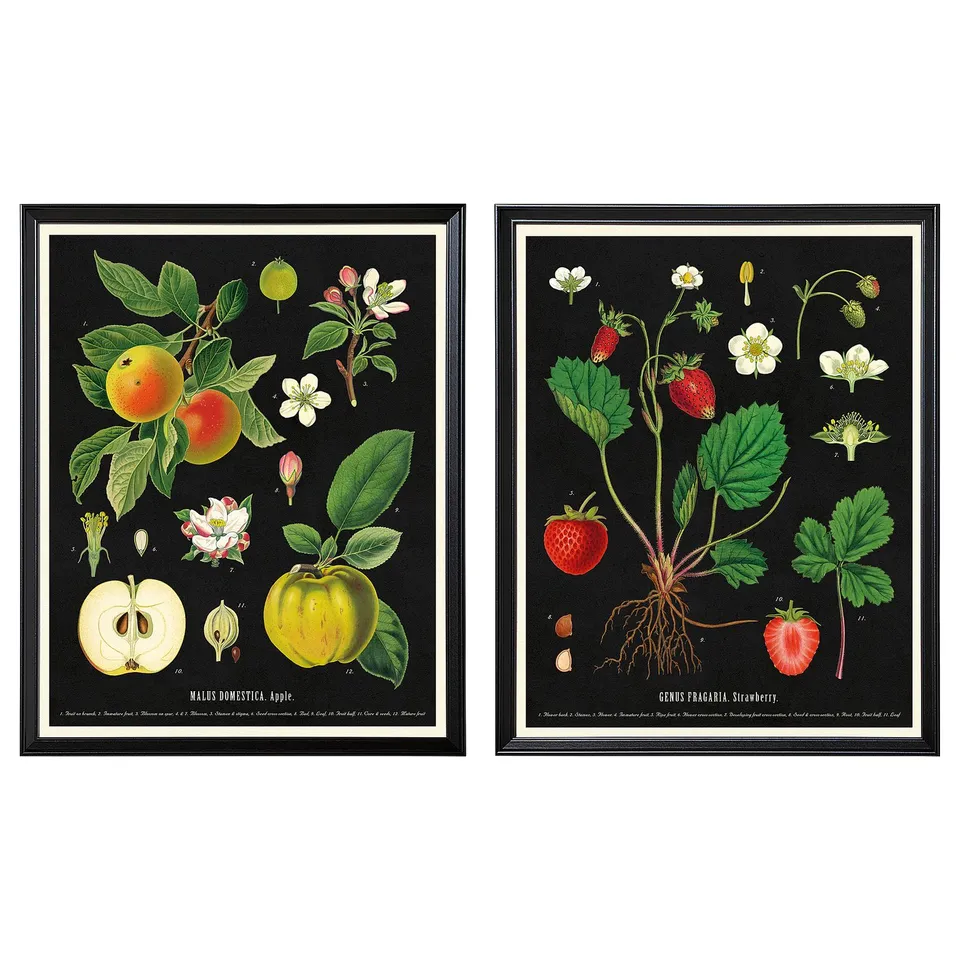 Two KNOPPÄNG framed botanical art prints, one with apples, one with strawberries, black frames on white background.