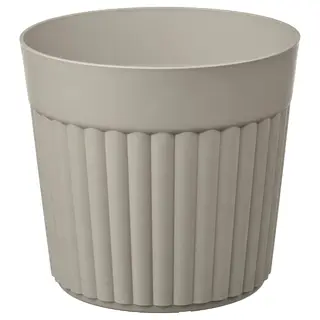 FRÄKENVÄXT