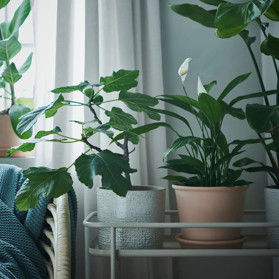 part: MUSKOTBLOMMA plant pot with saucer